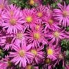 Aster (Aster Divaricatus 'Jenny') D 11 H 40 Cm -Tuin Planten Winkel 8713469190299
