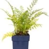 Vrouwtjesvaren (Athyrium Felix-femina) D 11 H 10 Cm 2 Vrouwtjesvaren (Athyrium Felix-femina) D 11 H 10 Cm -Tuin Planten Winkel 8713469209281 3 1