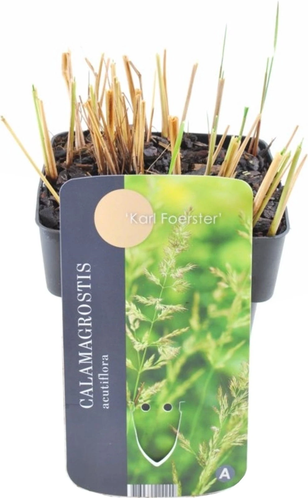 Struisriet (Calamagrostis Acutiflora 'Karl Foerster') D 17 H 10 Cm 3 Struisriet (Calamagrostis Acutiflora 'Karl Foerster') D 17 H 10 Cm