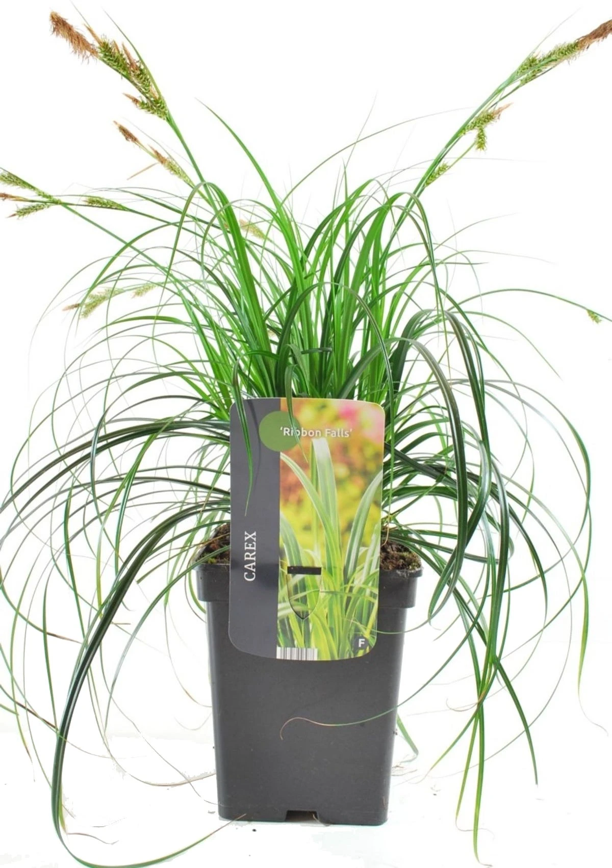 Struisriet (Calamagrostis Acutiflora 'Karl Foerster') D 17 H 10 Cm 4 Struisriet (Calamagrostis Acutiflora 'Karl Foerster') D 17 H 10 Cm - Afbeelding 2