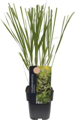 Struisriet (Calamagrostis Acutiflora 'Karl Foerster') D 17 H 10 Cm 7 Struisriet (Calamagrostis Acutiflora 'Karl Foerster') D 17 H 10 Cm -Tuin Planten Winkel 8713469222242 3