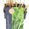 Struisriet (Calamagrostis Acutiflora 'Overdam') D 17 H 10 Cm -Tuin Planten Winkel 8713469222327