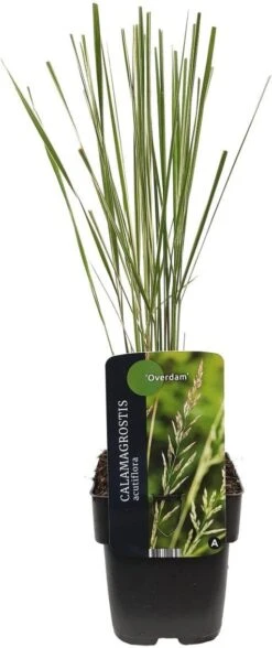 Struisriet (Calamagrostis Acutiflora 'Overdam') D 17 H 10 Cm -Tuin Planten Winkel 8713469222327 2