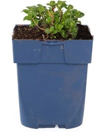 Steentijm (Calamintha Nepeta 'Nepeta') D 11 H 15 Cm