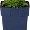 Klokjesbloem (Campanula Carpatica 'Weisse Clips') D 11 H 25 Cm -Tuin Planten Winkel 8713469227025