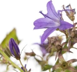 Klokjesbloem (Campanula Garganica) D 11 H 10 Cm 5 Klokjesbloem (Campanula Garganica) D 11 H 10 Cm -Tuin Planten Winkel 8713469229364 2