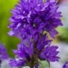Kluwenklokje (Campanula Glomerata) D 11 H 10 Cm 1 Kluwenklokje (Campanula Glomerata) D 11 H 10 Cm -Tuin Planten Winkel 8713469229722 3 1