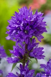 Kluwenklokje (Campanula Glomerata) D 11 H 10 Cm 3 Kluwenklokje (Campanula Glomerata) D 11 H 10 Cm