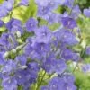 Perzikbladklokje (Campanula Persicifolia) D 11 H 15 Cm -Tuin Planten Winkel 8713469232319 3 1