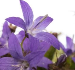 Tuin Planten Winkel -Tuin Planten Winkel 8713469234863 2