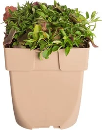 Grasklokje (Campanula Rotundifolia ) D 11 H 10 Cm