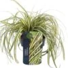 Zegge (Carex Oshimensis 'Evergold') D 17 H 40 Cm -Tuin Planten Winkel 8713469241137