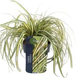 Zegge (Carex Oshimensis 'Evergold') D 17 H 40 Cm
