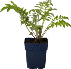 Korenbloem (Centaurea Dealbata) D 11 H 10 Cm