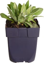 Bergkorenbloem (Centaurea Montana 'Grandiflora') D 11 H 40 Cm