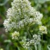 Spoorbloem (Centranthus Rubra 'Albus') D 11 H 60 Cm -Tuin Planten Winkel 8713469246187