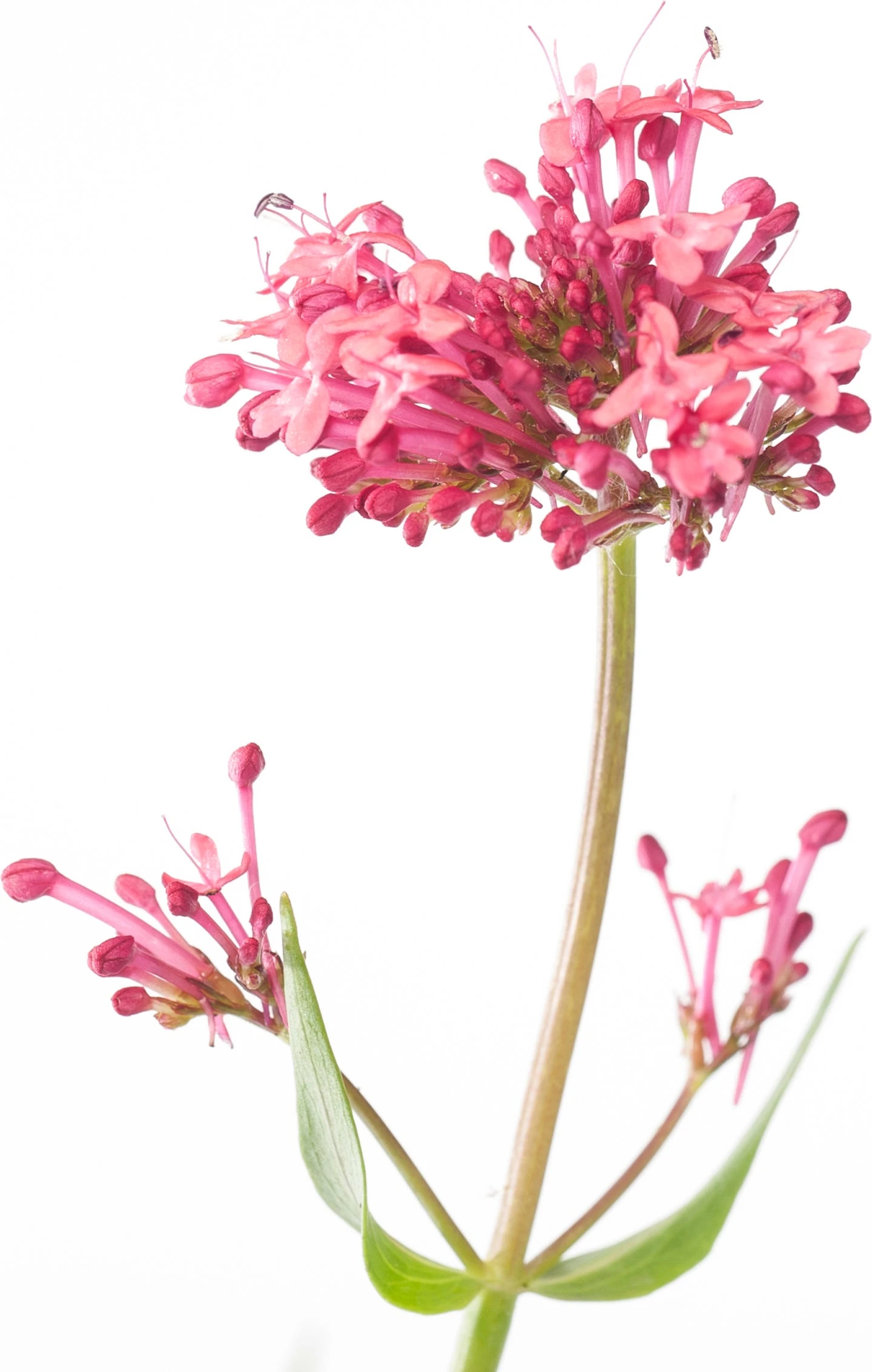 Spoorbloem (Centranthus Ruber 'Coccineus') D 11 H 15 Cm 4 Spoorbloem (Centranthus Ruber 'Coccineus') D 11 H 15 Cm - Afbeelding 2