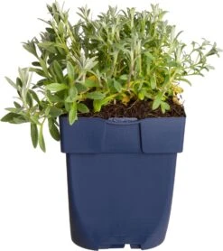 Hoornbloem (Cerastium Biebersteinii) D 11 H 15 Cm