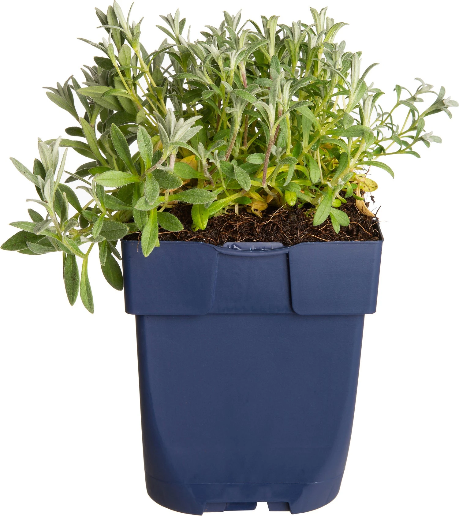 Hoornbloem (Cerastium Biebersteinii) D 11 H 15 Cm 3 Hoornbloem (Cerastium Biebersteinii) D 11 H 15 Cm