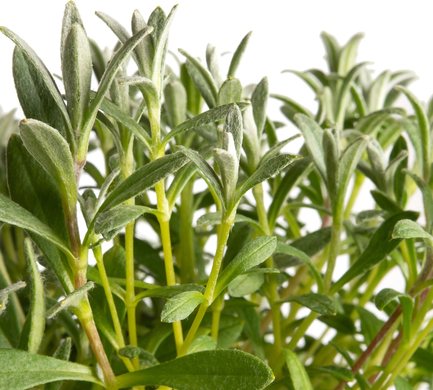 Hoornbloem (Cerastium Biebersteinii) D 11 H 15 Cm 4 Hoornbloem (Cerastium Biebersteinii) D 11 H 15 Cm - Afbeelding 2