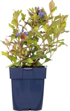 Loodkruid (Ceratostigma Plumbaginoides) D 11 H 10 Cm