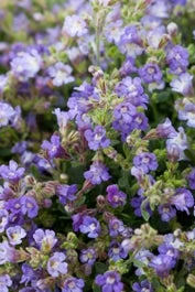 Dwergleeuwentand (Chaenorhinum Origanifolium 'Blue Dream') D 11 H 10 Cm