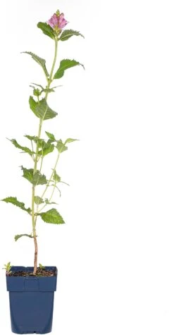 Schildpadbloem (Chelone Obliqua) D 11 H 60 Cm