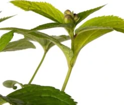 Schildpadbloem (Chelone Obliqua 'Alba') D 11 H 10 Cm -Tuin Planten Winkel 8713469248167 2