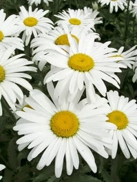 Margriet (Leucanthemum Superbum 'Silberprinzesschen') D 11 H 10 Cm