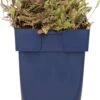 Koperknoopje (Leptinella Potentillina) D 11 H 10 Cm -Tuin Planten Winkel 8713469277525 3 1
