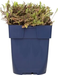 Koperknoopje (Leptinella Potentillina) D 11 H 10 Cm