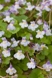 Muurleeuwebek (Cymbalaria Muralis) D 11 H 10 Cm
