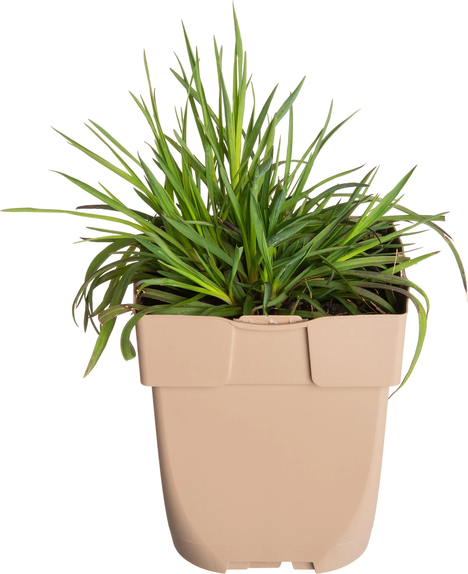 Kartuizer Anjer (Dianthus Carthusianorum) D 11 H 10 Cm 3 Kartuizer Anjer (Dianthus Carthusianorum) D 11 H 10 Cm