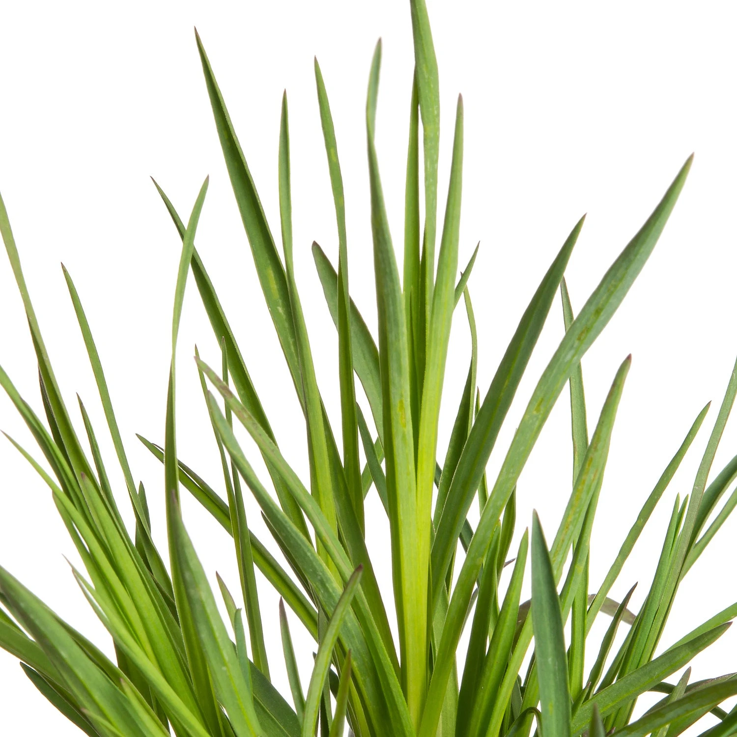 Kartuizer Anjer (Dianthus Carthusianorum) D 11 H 10 Cm 4 Kartuizer Anjer (Dianthus Carthusianorum) D 11 H 10 Cm - Afbeelding 2