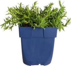 Steenanjer (Dianthus Deltoides 'Albiflorus') D 11 H 10 Cm