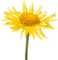 Voorjaarszonnebloem (Doronicum Orientale) D 11 H 10 Cm 5 Voorjaarszonnebloem (Doronicum Orientale) D 11 H 10 Cm -Tuin Planten Winkel 8713469319614 2 1