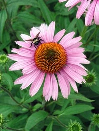Zonnehoed (Echinacea Purpurea 'Magnus') D 11 H 80 Cm