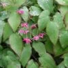 Elfenbloem (Epimedium Rubrum) D 11 H 10 Cm 1 Elfenbloem (Epimedium Rubrum) D 11 H 10 Cm -Tuin Planten Winkel 8713469329804 3 1