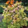 Elfenbloem (Epimedium Youngianum 'Roseum') D 11 H 10 Cm -Tuin Planten Winkel 8713469330466 3 1