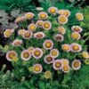 Fijnstraal (Erigeron Glaucus) D 11 H 50 Cm 1 Fijnstraal (Erigeron Glaucus) D 11 H 50 Cm -Tuin Planten Winkel 8713469333023