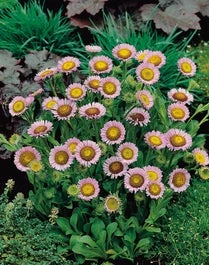 Fijnstraal (Erigeron Glaucus) D 11 H 50 Cm 3 Fijnstraal (Erigeron Glaucus) D 11 H 50 Cm