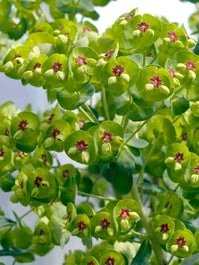 Euphorbia (Euphorbia Martinii) D 11 H 70 Cm