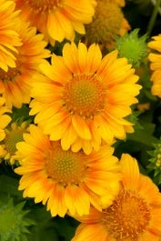 Kokardebloem (Gaillardia Peach') D 11 H 40 Cm