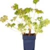 Ooievaarsbek (Geranium Macrorrhizum 'Czakor') D 11 H 10 Cm 1 Ooievaarsbek (Geranium Macrorrhizum 'Czakor') D 11 H 10 Cm -Tuin Planten Winkel 8713469366205