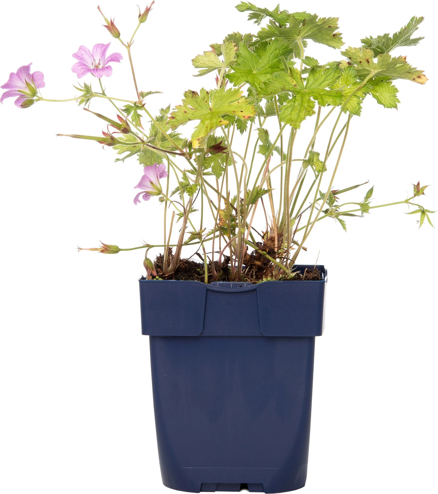 Ooievaarsbek (Geranium Oxonianum 'Claridge Druce') D 11 H 10 Cm 3 Ooievaarsbek (Geranium Oxonianum 'Claridge Druce') D 11 H 10 Cm