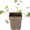 Ooievaarsbek (Geranium Pratense) D 11 H 10 Cm 1 Ooievaarsbek (Geranium Pratense) D 11 H 10 Cm -Tuin Planten Winkel 8713469370820 0