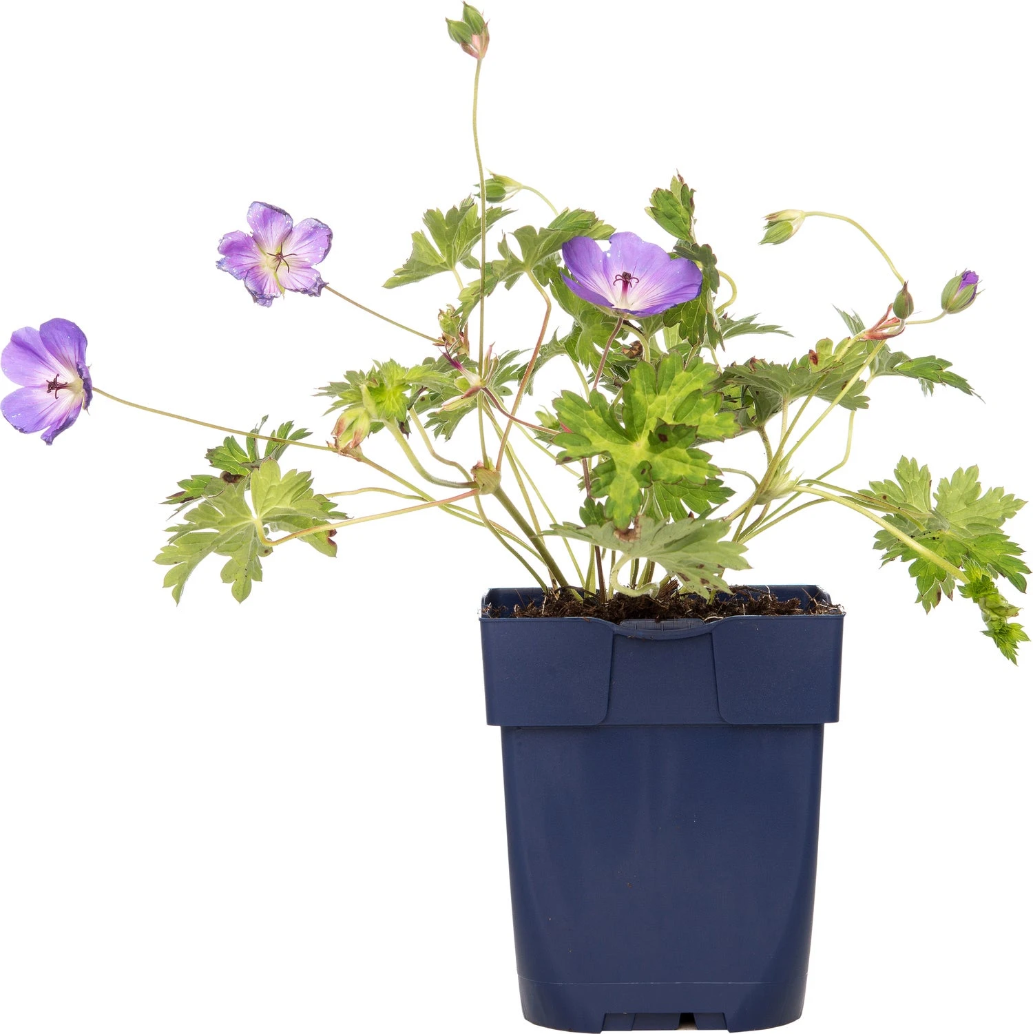 Ooievaarsbek (Geranium Sanguineum 'Striatum') D 11 H 10 Cm 3 Ooievaarsbek (Geranium Sanguineum 'Striatum') D 11 H 10 Cm