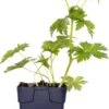 Ooievaarsbek (Geranium Sylvaticum 'Mayflower') D 11 H 10 Cm 2 Ooievaarsbek (Geranium Sylvaticum 'Mayflower') D 11 H 10 Cm -Tuin Planten Winkel 8713469378406