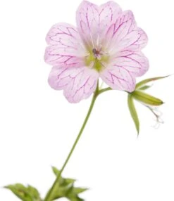 Ooievaarsbek (Geranium Versicolor) D 11 H 10 Cm 5 Ooievaarsbek (Geranium Versicolor) D 11 H 10 Cm -Tuin Planten Winkel 8713469379274 2 2