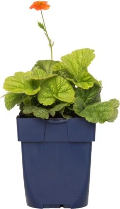 Nagelkruid (Geum Coccineum 'Borisii') D 11 H 10 Cm